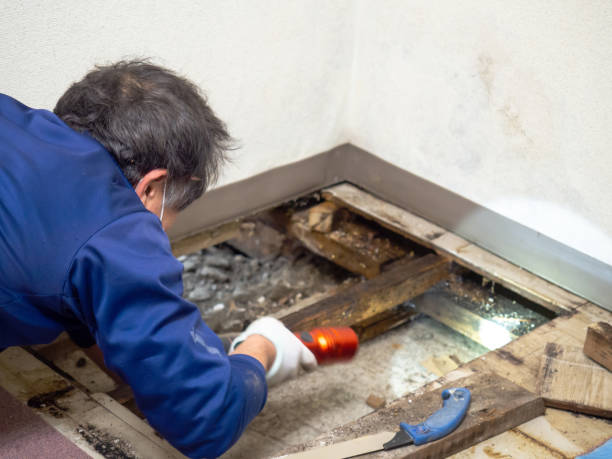Best Toxic Mold Removal  in Hurstbourne Acres, KY