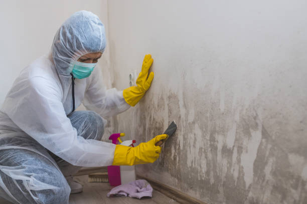 Best Attic Mold Removal  in Hurstbourne Acres, KY