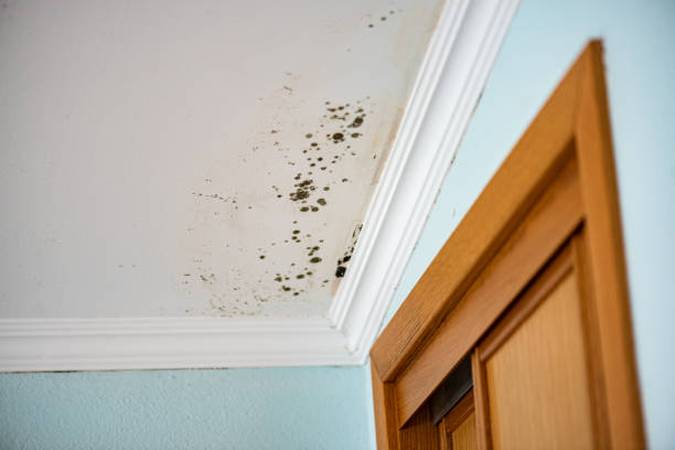 Best Affordable Mold Removal  in Hurstbourne Acres, KY