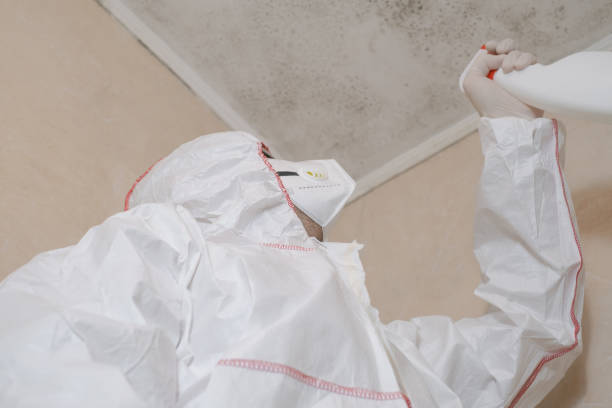 Best Same-Day Mold Removal  in Hurstbourne Acres, KY