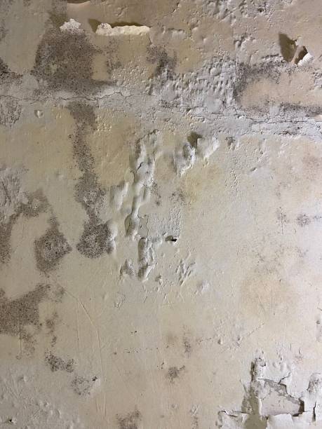Best Professional Mold Removal  in Hurstbourne Acres, KY