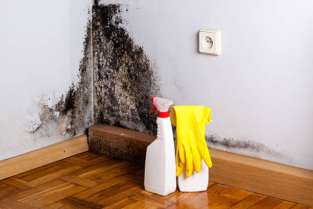 Best Black Mold Removal  in Hurstbourne Acres, KY