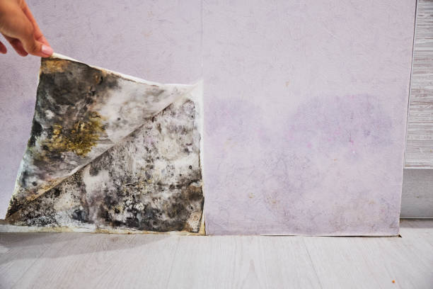 Best Mold Remediation Services  in Hurstbourne Acres, KY
